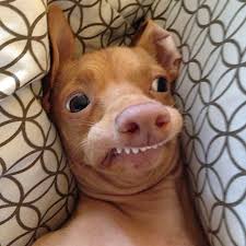 Photo of a dog1