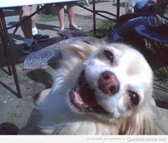 Photo of a dog1