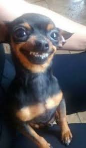 Photo of a dog1